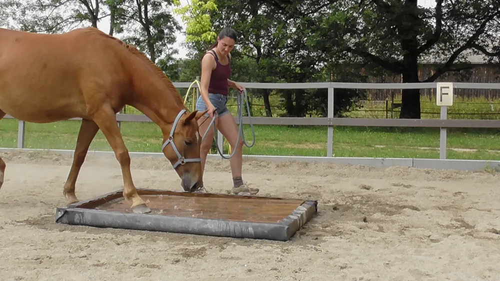 Pension cheval à Cournonterral
